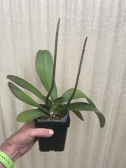 Hausermanns Orchid Club