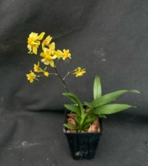 Oncidium Twinkle *Oro