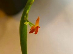 Platystele reflexa (mounted)