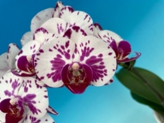 Phalaenopsis MS Kitty Spotty
