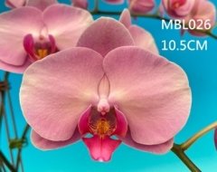 Phalaenopsis Hermosa Pink Peach