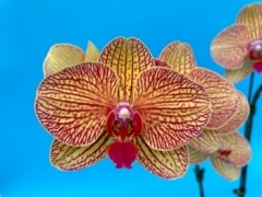Phalaenopsis KV Beauty *Shinny King
