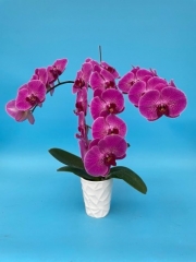 Phalaenopsis MS Twinkle