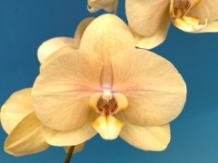 Phalaenopsis Ox Lottery Prince *Sunny Buff