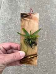 Angraecum robusta (mounted)