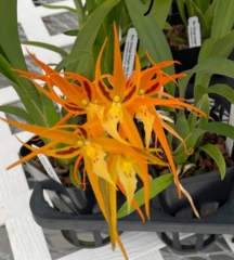 Brassia Orange Delight