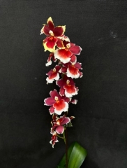 Burrageara Crimson Pride