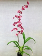 Oncidium Sharry Baby Sweet Fragrance