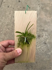 Aerides magnifica var. alba (mounted)