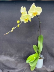 Phalaenopsis Star Green Emerald
