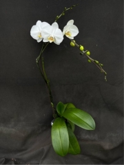 Phalaenopsis Junko Fresh