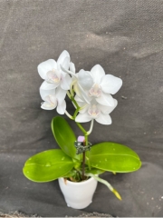 Phalaenopsis Timothy Christopher