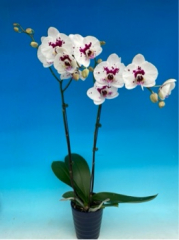 Phalaenopsis Star Purple Ray