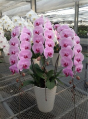 Phalaenopsis MS Happy River