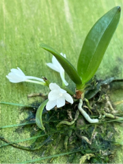 Aerangis pumilo (mounted) minature
