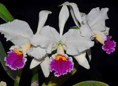Cattleya jenmanii var. semi-alba (mounted)