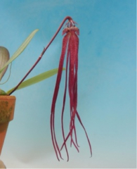 Bulbophyllum treschii