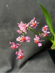 Oncidium Twinkle *Pink Fantasy