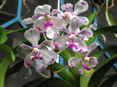 Vanda luzonica (mounted)