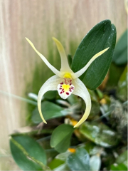 Diplocaulonium chrysotropis (mounted)
