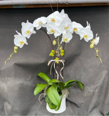 White Triple Stem Arrangement (For Chicagoland Delivery Only)