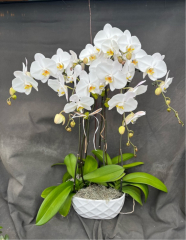White 6 Stem Arrangement (For Chicagoland Delivery Only)