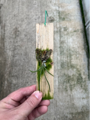 Holcoglossum tsii (mounted)
