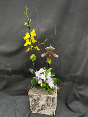 Exotic Orchid Basket (For Chicagoland Delivery Only)
