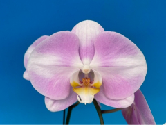 Phalaenopsis Star*s Chanel 8(16s)