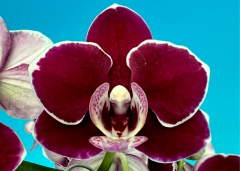 Phalaenopsis MS Tao Peach Blossom 8(9S)