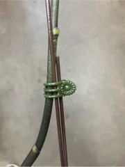 Orchid Flower Stem Support Green Plastic Daisy Clips