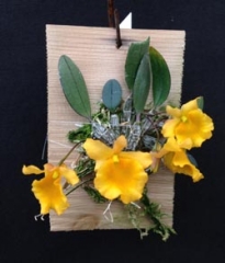 Dendrobium jenkensii (mini) mounted