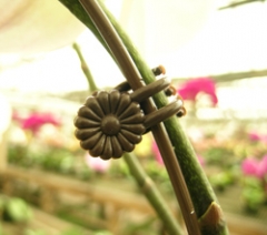 Orchid Stem Clips