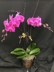 "Orchid Color" Double Stem Arrangement (For Chicagoland Delivery Only)