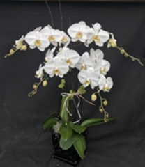 White Quadruple Stem Orchid Arrangement (For Chicagoland Delivery Only)