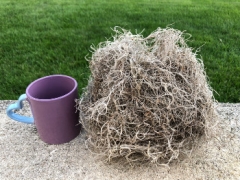 Spanish Moss