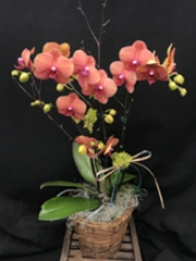Surf Song Double Orchid Arrangement (For Chicagoland Delivery Only)