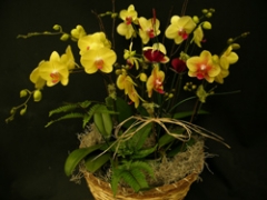 Summer Orchid Basket-A Symphony in Yellow (Chicagoland deliveries only)