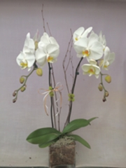 Double Stem Orchid Arrangement in Glass (For Chicagoland Delivery Only)