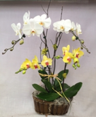 Double Orchid Basket for Local Chicagoland Delivery Only