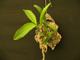 MOUNTED ORCHID PLANTS