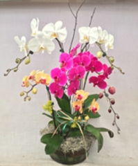 Triple Orchid Basket (for Local & Chicagoland Delivery Only