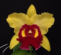 Blc. Williette Wong 'The Best' AM/AOS