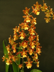 Colmanara Catatante