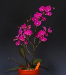Phalaenopsis Queen Beer