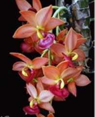 Cycnodes Taiwan Gold 'Orange'
