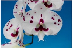 Phalaenopsis Star's Handlebar Mustache
