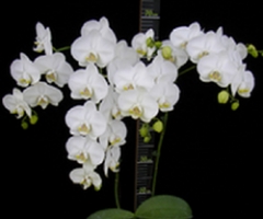 Phalaenopsis Younghome White Apple 'Y0014'