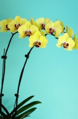 Phalaenopsis Ms. Golden Sweet