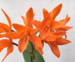 Cattleya aurantiaca
